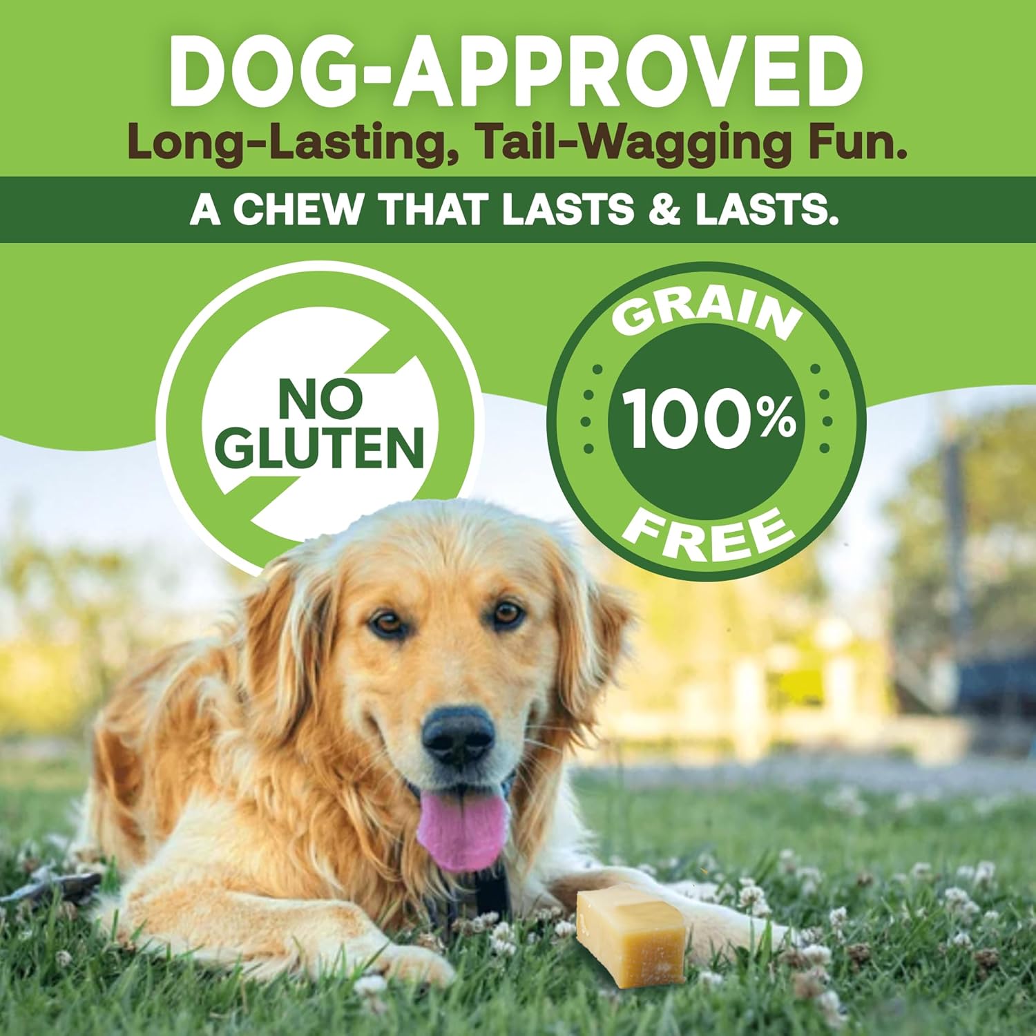Golden retriever with Gold Yak chew on grass